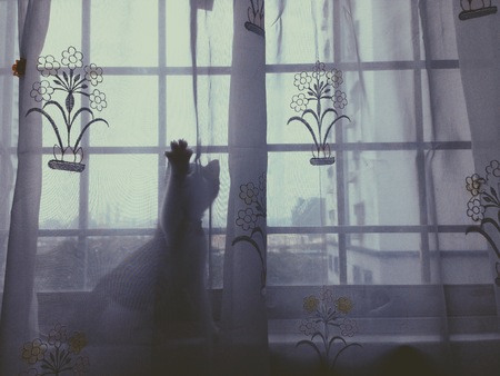 Silhouette of a kitten playing with the curtainsの写真素材