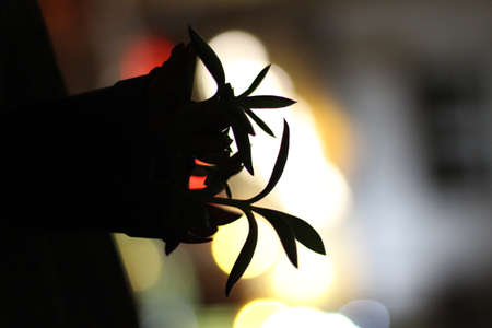 black silhouette of a plantの写真素材