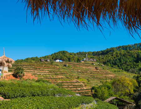 Beautiful view at doi angkang , chiang mai Thailandの写真素材