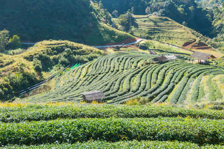 Sunrise at doi angkang , chiang mai , Thailand