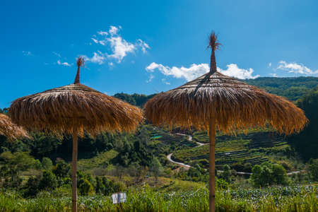 Wood umbrella at Tea plantation in the Doi Ang Khang, Chiang Mai, Thailandの写真素材