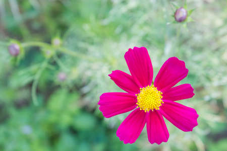 Close-up,Beautiful perple flower in garden,process colorの写真素材