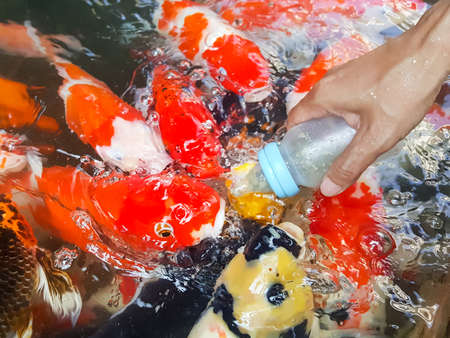 Feeding Koi from a baby's bottle