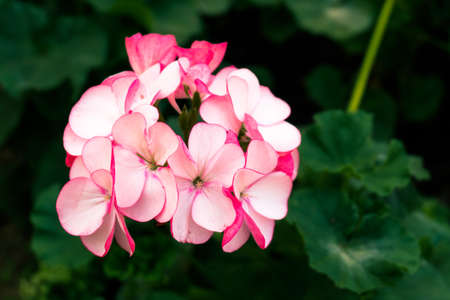 Closeup,Beautiful pink flower in garden,process color