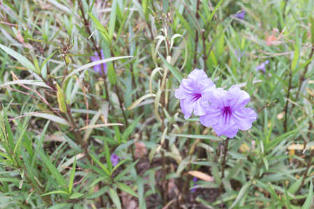 Beautiful perple flower for background/texture,process colorの写真素材