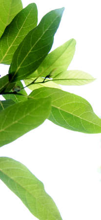 green leaf white backgroundの写真素材