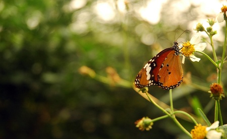 a butterflyの写真素材