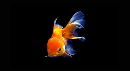 goldfish