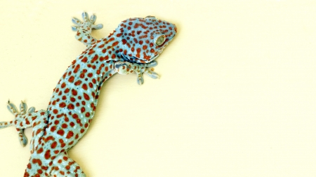 gecko on wallの写真素材