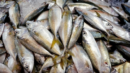 Mackerels at marketの写真素材