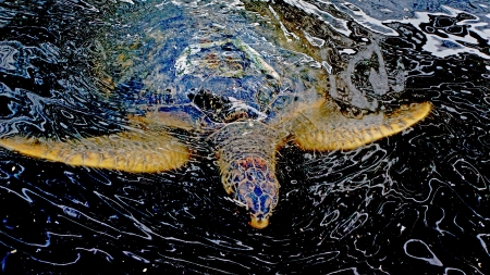 turtle in a farmの写真素材