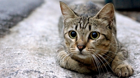cat seeking for attentionの写真素材