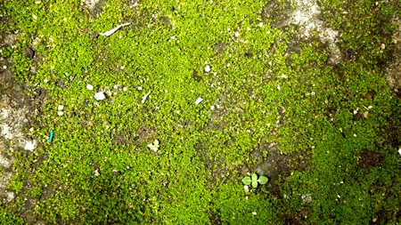 Texture of cladina on the wallの写真素材