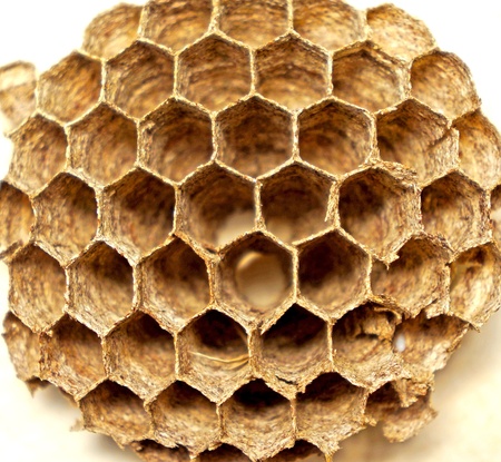 close up wild honeycombの写真素材