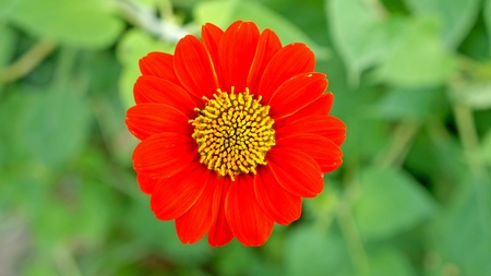 red flower with green buds on blurred backgroundの写真素材