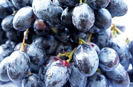 Harvesting grapesの写真素材