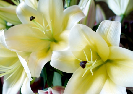 White lillyの写真素材