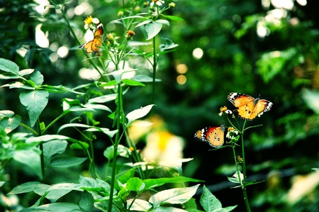 A beautiful orange butterfly resting on a white flowerの写真素材