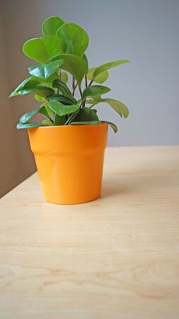 Green plant on potの写真素材