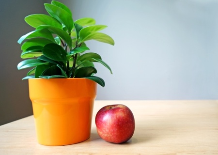 Green plant in pot with red appleの写真素材