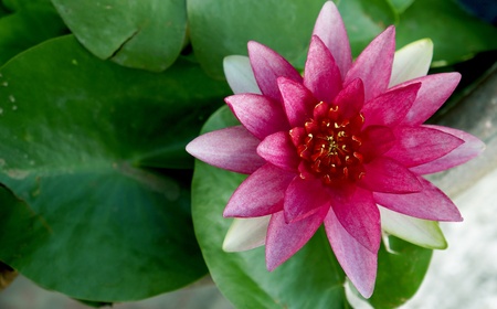 Pink water lilly closeupの写真素材