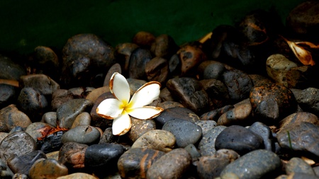 Bright frangipani on black peddlesの写真素材