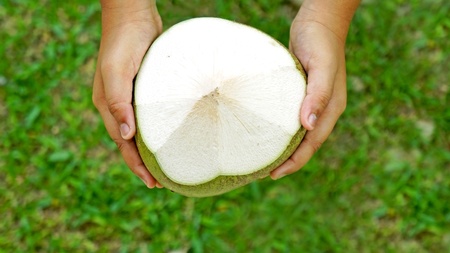 Hand holding coconutの写真素材