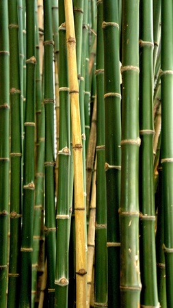 Beautiful fresh green bamboo backgroundの写真素材