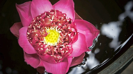 Beautiful pink lotus flower close-upの写真素材