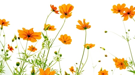 Orange daisy on white backgroundの写真素材