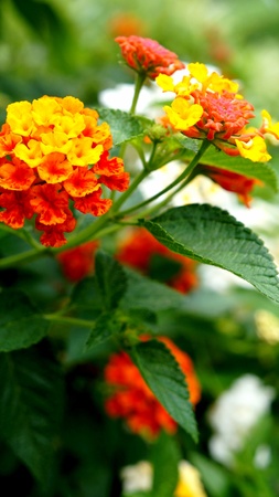 Little red and yellow flowerの写真素材