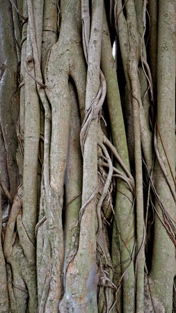 Close-up of banyan tree rootsの写真素材