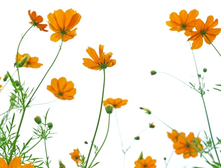 Orange daisy on white backgroundの写真素材