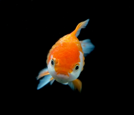 goldfish on black backgroundの写真素材