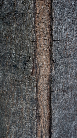Tree bark textureの写真素材