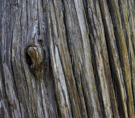 close up of dead tree trunkの写真素材