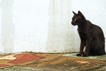 kittyの写真素材