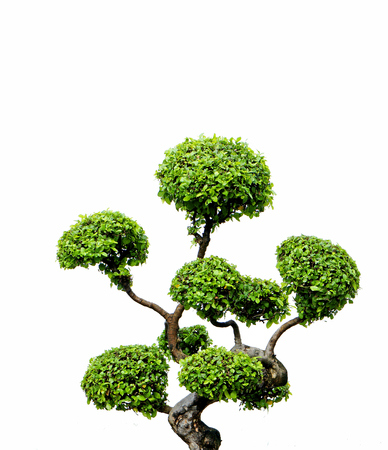 green tree isolated on white backgroundの写真素材