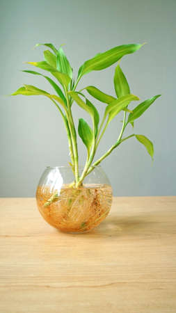 green plant in glass vase bowl for decoratingの写真素材