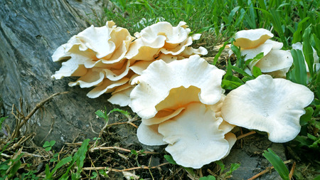 White agaricus mushroom in grassの写真素材