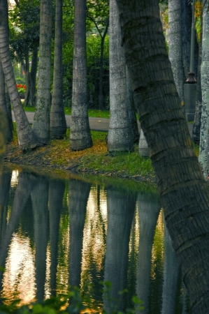 Reflection of trees in pond surfaceの写真素材
