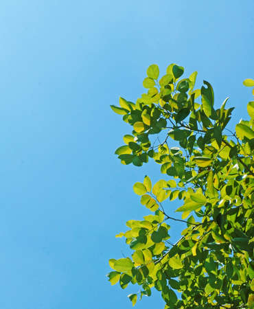 Green leaves against the skyの写真素材