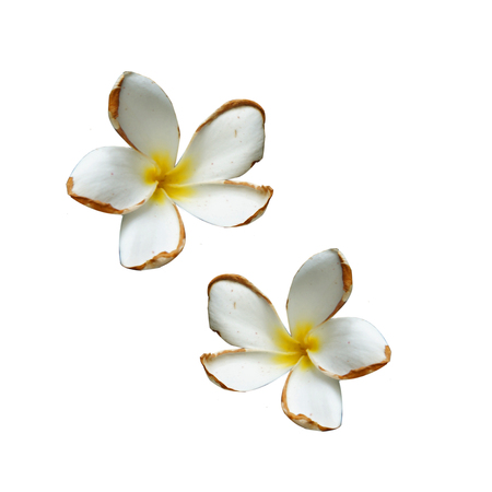 Frangipani on white backgroundの写真素材