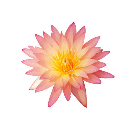 water lily isolated on whiteの写真素材
