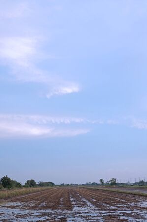 Cleared Land with Machinery Tracksの写真素材