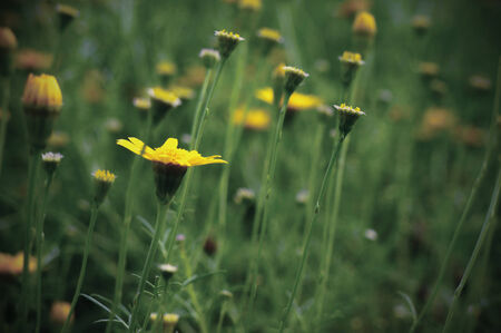 Spring background with beautiful yellow flowersの写真素材