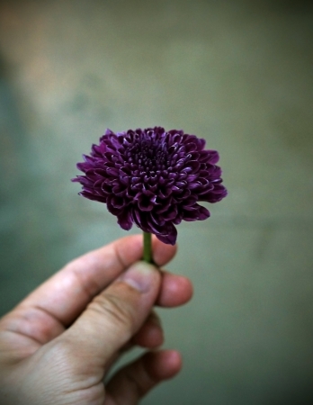 Hand holding purple flowerの写真素材
