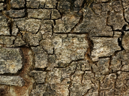 Aged bark backgroundの写真素材