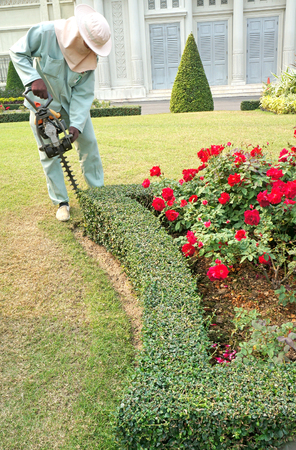 Man trimming hedgeの写真素材