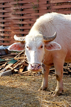 Pink Buffaloの写真素材